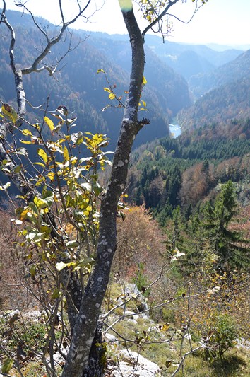 BELVEDERE DES VIEILLES FEMELLES_3