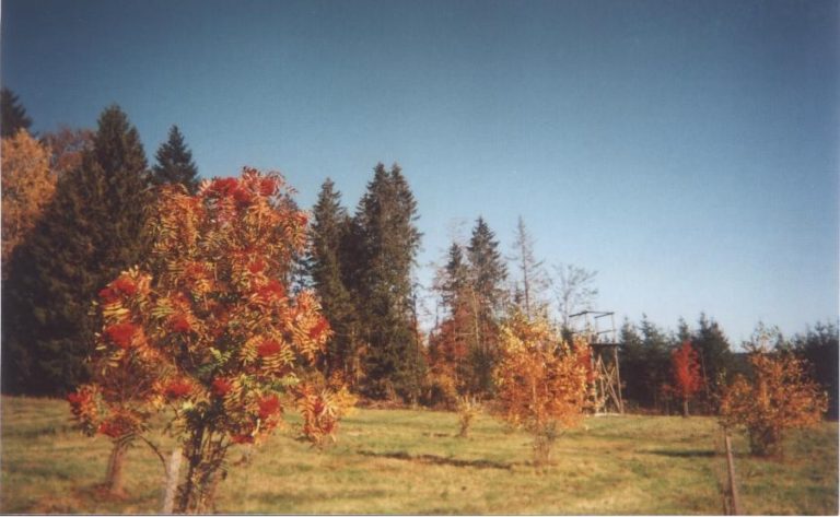 ARBORETUM DU LAVOT_2